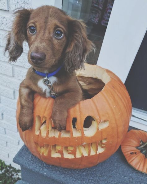 Puppy In Halloween Costume, Dachshund Puppy Photoshoot Ideas, Weiner Dog Halloween Costumes, Puppy Halloween Photoshoot, Puppy Halloween Costume Pets, Dachshund Halloween Costume, Dog Halloween Photoshoot, Halloween Dog Photoshoot, Dog And Human Halloween Costumes