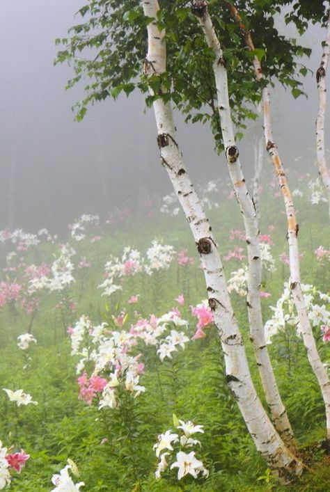 ♥♥♥ 자작나무 그림, Foggy Day, Alam Yang Indah, Beautiful Tree, Flower Field, Clematis, The Field, Beautiful Photography, Nature Beauty