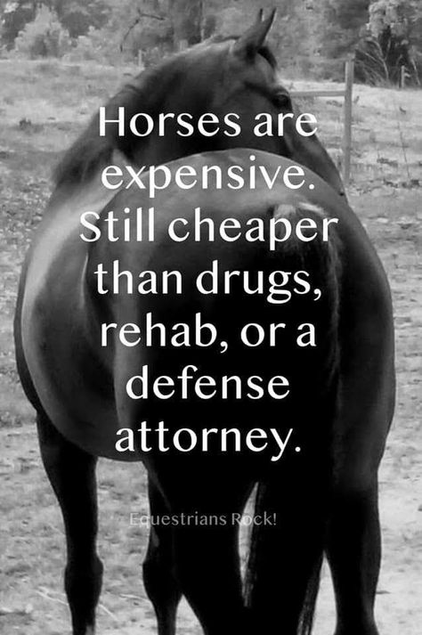 Horse Girl Quotes, Horse Smiling, Sayings About Love, Equine Quotes, Horse Humor, Horse Quotes Funny, Inspirational Horse Quotes, Horse Riding Quotes, Riding Quotes