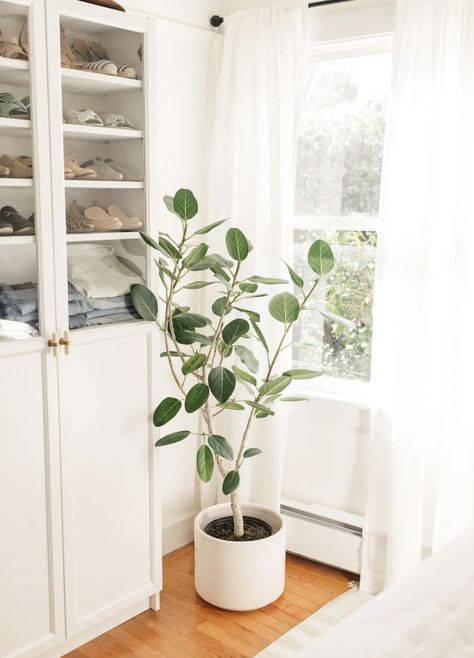 Harlowe James, Walk In Closet Organization, Easy House Plants, Organization Closet, The Golden Girls, Clean Slate, Home Center, Fiddle Leaf Fig, Fig Tree