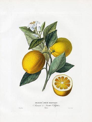 Poiteau & Risso Antique Fruit Prints 1818 Oranges & Lemons Illustration Botanique, Joan Miro, Botanical Drawings, Aperol Spritz, Vintage Botanical, Sorrento, Art Journal Pages, Antique Prints, Positano