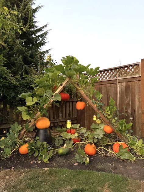 Vegetable Garden Idea, Vegetable Gardens Ideas, Vegetables Garden Ideas, Garden Design Vegetable, Garden Ideas Vegetable, Vegetable Gardening Ideas, Backpack Wall, Gardens Backyard, Backyard Vegetable Garden