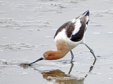 Shore Bird Art, American Avocet, Shore Birds, Water Birds, Black Patch, Shorebirds, White Wings, Big Bird, Sea Birds