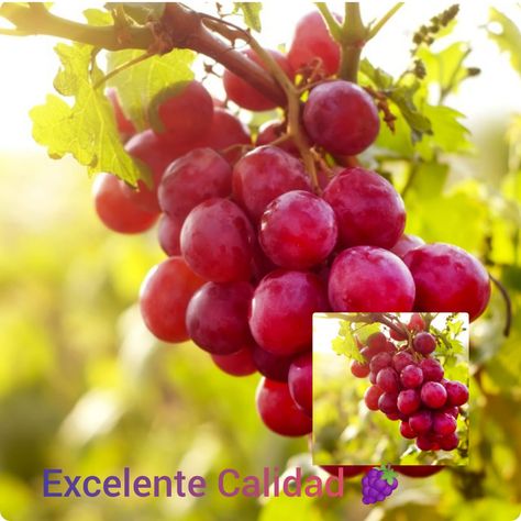 Rica en Vitaminas C, B6 con Grandes Beneficios para nuestra Salud. Variedades Nativas del Peru 🇵🇪 Anti Aging Supplements, Fall Dessert Recipes, Grape Seed Extract, Delicious Sandwiches, Fruit Platter, Fall Desserts, Homemade Beauty Products, Skin Health, Cool Things To Make