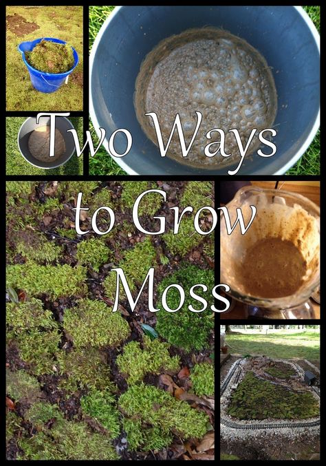 Grow Moss, Moss Growing, Growing Moss, Moss Plant, Moss Terrarium, Moss Garden, Have Inspiration, Terraria, Miniature Garden