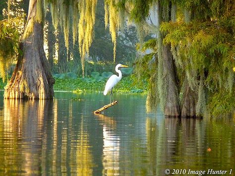 Great Egret Enjoying The Lake Martin Sunset Louisiana Swamp, Great Egret, Coastal Birds, Louisiana Art, Herons, Cypress Trees, Blue Heron, Landscape Pictures, Bird Photo