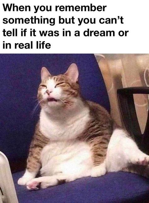 Funny Animal Jokes, Memes Humor, Taco Bell, Funny Cat Memes, Animal Jokes, Really Funny Memes, Animal Memes, Cute Funny Animals, Popular Memes