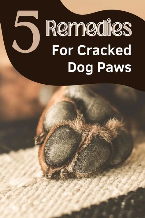 Dog Paw Salve, Dog Paw Remedies, Dry Dog Paws, Dog Paw Protection, Dog Paw Care, Dog Paw Pads, Dogs Paws, Holistic Pet Care, Paw Care