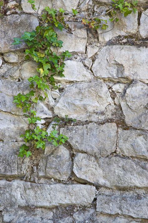 Old white stone wall and ivy background. Old white stone wall with trailing gree , #spon, #wall, #ivy, #white, #stone, #background #ad Ivy Growing On Walls, Stone Wall With Plants, Greek Stone Wall, Ivy On Building, Vines On Stone Wall, Stone Wall Aesthetic, Ivy Background, White Stone Wall, Wall Ivy