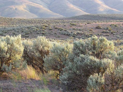 Eastern Washington filled with sagebrush, AND, it smells soooo good..!! Nature, Zoo Architecture, Dc Background, Southwest Landscaping, Cowboy Core, Beautiful Indoor Plants, Plains Landscape, Tall Indoor Plants, Painting Scenery