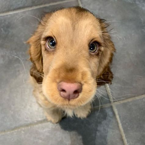 Meet Winnie, The Cocker Spaniel That Looks Like A Real-Life Disney Character | Bored Panda Disney Characters Eyes, Ras Anjing, Dogs Images, Haiwan Comel, Anak Haiwan, Psy I Szczenięta, Haiwan Lucu, American Cocker Spaniel, Cocker Spaniel Puppies