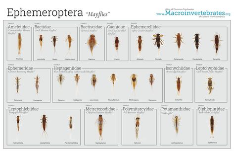 Dichotomous Key, Volunteer Training, Aquatic Insects, Caddis Flies, Biology Facts, Fishing Flies, Aquatic Life, Arthropods, Short Wavy Hair