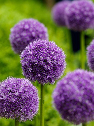 Giant Allium, Allium Giganteum, Garlic Flower, Lily Seeds, Planting Garlic, Planting Onions, Garden Bulbs, Home Flowers, Bulb Flowers