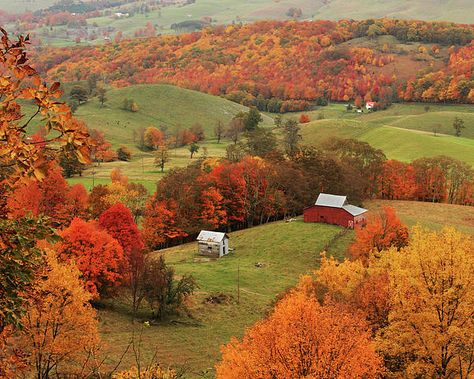 Virginia in fall..... Virginia Fall, Virginia Is For Lovers, Autumn Scenes, Autumn Scenery, Fall Pictures, Yellow Leaves, Autumn Landscape, Autumn Cozy, Road Trip Usa