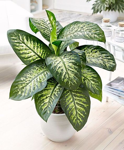 Searching for a way to improve your mood and reduce stress while stuck inside? You need house plants!! ✨🌿Click to read about the 5 best plants to grow inside your home.👇 . . . #houseplant #plants #indoorplants #homedecor #home #stayhome #stayathome #greenthumb #stress #grow Dieffenbachia Houseplant, Snow Plant, Easy Care Houseplants, Ficus Elastica, White Pot, Poisonous Plants, Plant Decor Indoor, Starter Plants, House Plants Decor