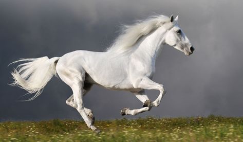 Ultimate List of White Horse Breeds Wild Horses Running, Faster Horses, Horse Facts, Horse Galloping, Horse Diy, Majestic Horse, Running Horses, Horse Drawings, White Horses