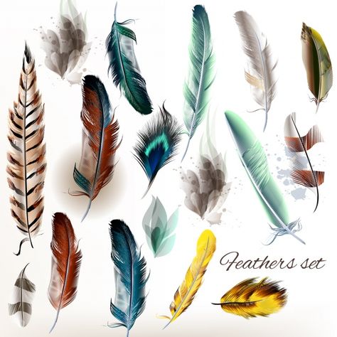 Feather Identification, Feather Illustration, Feather Drawing, Feather Vector, Watercolor Feather, Feather Decor, Feather Painting, Feather Art, Duck Feather