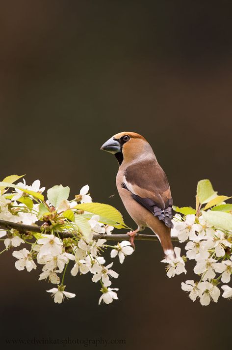 Hawfinch, Chaffinch, Amazing Birds, Bullfinch, Art Brown, Finches, Inspiration Photo, Cardinal Birds, Tropical Birds