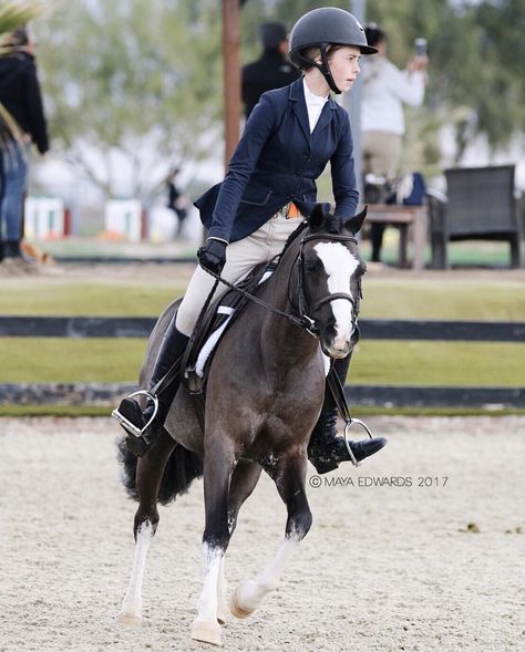 Black - Pony - Merrie - Beginnende ruiter - Dressuur , Springen , Crossen Pony Hunters, Hunter Jumper Horses, Hunter Horse, Pony Rider, Welsh Pony, Horse Games, Beautiful Horse Pictures, English Horse, Cute Ponies