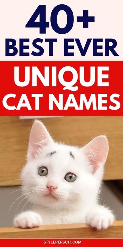 UNIQUE CAT NAMES Male Cat Names Unique List, Black Cat Names Boys, Boy Cat Names Unique, Female Cat Names Unique, Male Cat Names Unique, Cat Names Boy, Cat Names Male, Best Cat Names, Kitten Names Unique