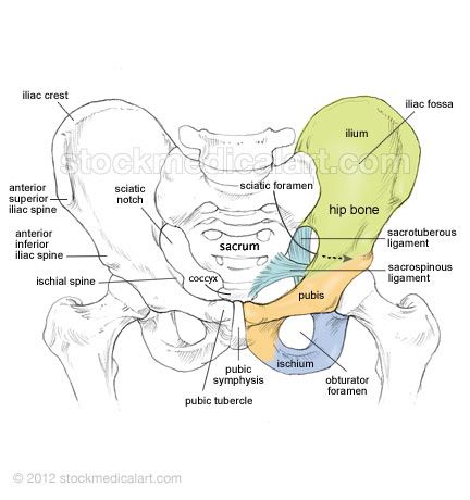 The pelvis or "basin" is composed of four bones: the two hip bones, the sacrum and ... Radiography Student, Pelvis Anatomy, Hip Anatomy, Radiology Student, Pelvic Bone, Anatomy Bones, Gross Anatomy, Vet Medicine, Hip Bone