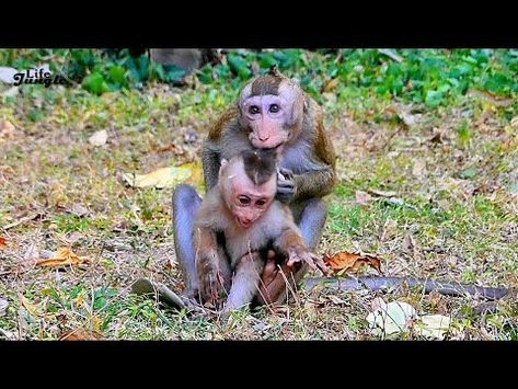 Jungle Life, Adorable Baby