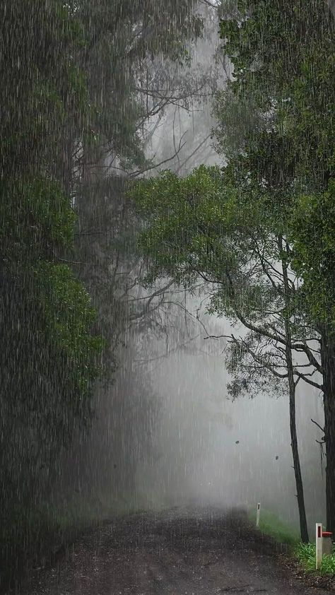 숲 사진, Rain Sounds For Sleeping, Rainy Day Aesthetic, Relaxation Music, I Love Rain, Rain Sounds, Afrique Art, Stop Crying, Beautiful Locations Nature