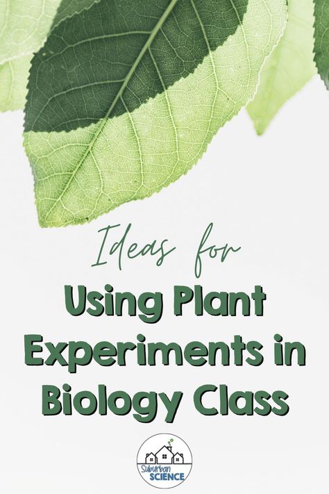 Would you like to incorporate more plant experiments for your Biology lesson plans? We’ve got some great plant lab ideas  that will fit into you course standards, including the Next Generation High School Life Science Standards. Included activities: Plant anatomy labs, plant cell lab, photosynthesis lab, leaf chromatography lab, forestry & biodiversity activities, plant cladogram activity. We hope these resources help you, many are free and virtual. Biology Labs High School, Biology Lessons High School, Biodiversity Activities, Cell Lab, Plants Science Activities, Photosynthesis Lab, Botany Lessons, Biology Lesson Plans, Plant Anatomy