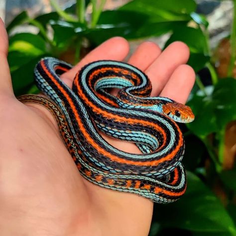 San Francisco Garter Snake, Snake Terrarium, Pet Snakes, Snake Turtle, Garden Snakes, Cool Snakes, Garter Snake, Colorful Snakes, Pretty Snakes