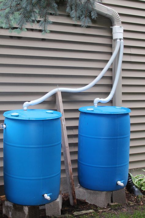 110 gallon rainwater harvesting capacity with reconditioned poly drums and RainReserve double capacity diverter kit Water Barrel Ideas, Harvesting Rain Water, Make A Rain Barrel, Rooftop Rainwater Harvesting, Rain Water Barrel, Tomato Container Gardening, Rain Water Harvesting, Backyard Drainage, Barrel Ideas