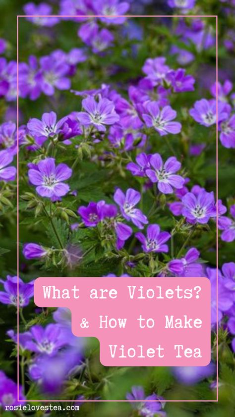 What are violets and what is violet flower tea? What are the benefits and what is the taste? Read about it in my guide! Violet Tea, Calendula Tea, Butterfly Pea Flower Tea, Making Tea, Violet Plant, Violet Flowers, Butterfly Pea Flower, Sweet Violets, Butterfly Pea