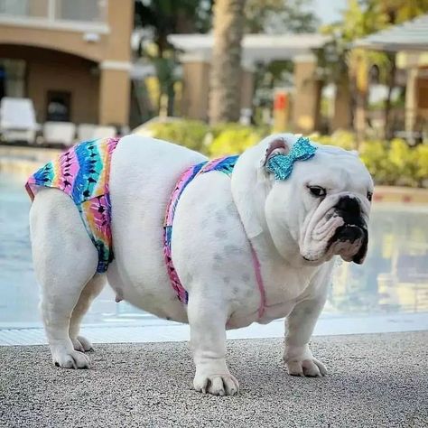 Visit-👉pawziespoint.com All of your bulldog gift idea in here We loved to collect bulldog picture and videos for bulldog lovers bulldog, bulldogs, English bulldog, french bulldog, black bulldog, Cute bulldog, Funny bulldog Love bulldog Bulldog lover Bulldog community club bulldog community bulldog Bulldog puppies . . . . . . . the_bulldog_amsterdam_tshirt bulldog_brand_clothing_tshirts_for_english bulldogs american bulldog, cute bulldog, sweet bulldog, English bulldog Raymond Core, English Bulldog Costume, Funny Bulldogs, Funny Pictures Of Animals, French Bulldog Black, Black Bulldog, Bulldogs English, Animals In Clothes, Cute Bulldog Puppies