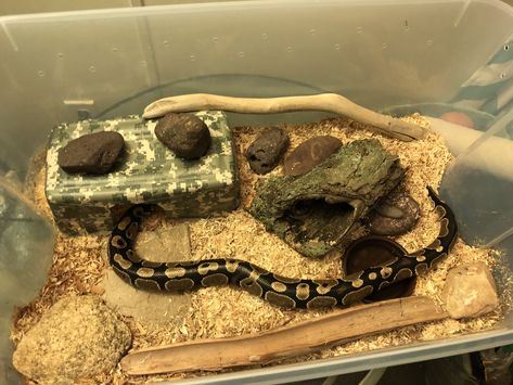 Ball python tub setup Snake Tub Setup, Ball Python Pet, Baby Ball Python, Ball Python Care, Snake Cages, Snake Enclosure, Tub Sizes, Tub Ideas, Corn Snake