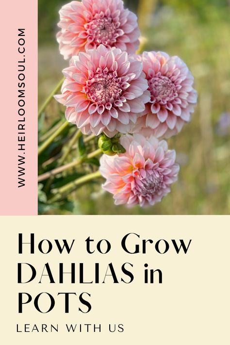 How to Grow Dahlias in Pots — Heirloom Soul Florals Planting Dahlias In Pots, Dahlia Container Garden, Dahlia Planters, Dahlia In Pots, Potted Dahlias, Grow Dahlias In Pots, Daliah Flower, Dahlias In Pots, Dahlia Flower Garden