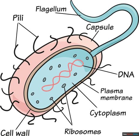 Learn How to Draw Bacteria: Easy Step-by-Step Drawing Tutorial for Kids and Beginners. See the full tutorial at https://easydrawingguides.com/how-to-draw-bacteria/ . Bacteria Cell Drawing, Prokaryotic Cell Drawing With Label, Prokaryotic Cell Drawing, Bacteria Drawing, Animal Cell Drawing, 3d Animal Cell, Bacteria Art, Bacteria Cell, Bacteria Cartoon