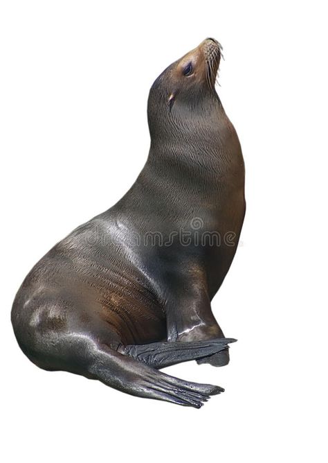 Sea Animals White Background, Animals With White Background, California Sea Lion, California Background, Seal Photography, Sea Lion Art, Seal Drawing, Figure Drawing Practice, Animals Sea