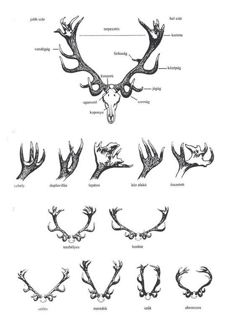 red deer antler Elk Tattoo, Deer Skulls, Scientific Illustration, Deer Antlers, Thigh Tattoo, Art Tips, Drawing Tips, Antlers, Drawing Tutorial