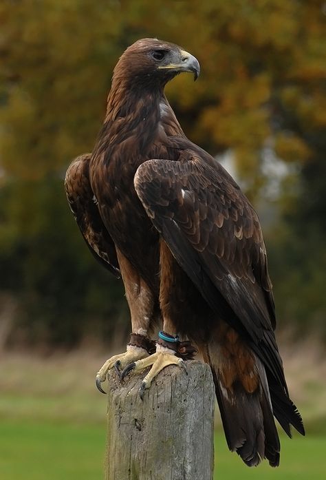 Golden eagle Golden Eagle Aesthetic, Golden Eagle Photography, Golden Eagle Tattoo, Golden Eagle Art, Bird Of Prey Tattoo, Hawk Species, Eagle Photos, Eagle Photo, Brown Eagle