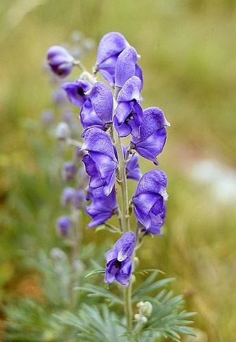 Aconitum Napellus, Monkshood, Aconite, Wolfsbane, Perennials with attractive foliage, Showy perennials, Shade plant perennials Aconitum Napellus, Poison Garden, Garden Tool Bag, Poisonous Plants, Shade Perennials, Shade Plants, Shade Garden, Belleza Natural, Urban Garden