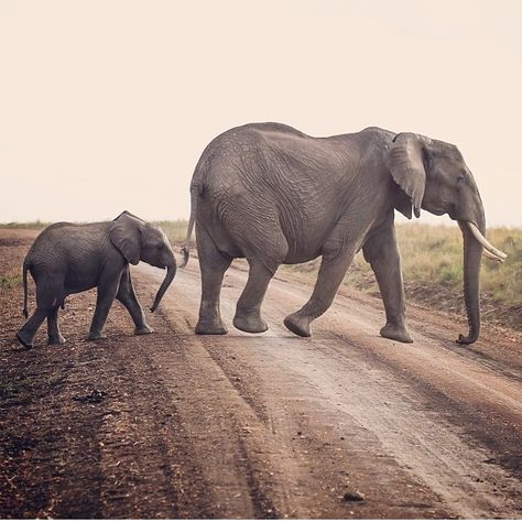 Elephants Walking In A Line, Elephant Pics, Elephant Quotes, Sketch Reference, Animal Sketch, Elephant Walk, Elephant Pictures, Elephants Photos, Baby Elephants