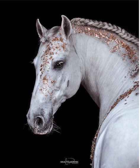 Horse Photography Poses, Horse Profile, Horse Costumes, Horse Aesthetic, Horse Portrait, Cute Horses, Equine Photography, Horse Life, Horse Photos