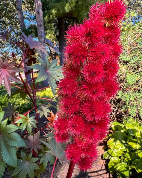 Flower Friday! Hello weekend! Ricinus Communis or Castor Bean Plant #flowers #floweryourfeed #flowerphotography #flowerpower #flowerlovers #flowerfriday #nature #naturephotography #photography #photooftheday #garden #gardentravel #getoutside Castor Bean, Poisonous Flowers, Castor Bean Plant, Hello Weekend, Castor Oil, Get Outside, Flowers Photography, Flower Power, Nature Photography