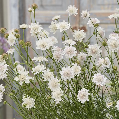 White Scabiosa White Scabiosa Flower, Scabiosa White, White Scabiosa, Summer Display, Long Vase, Herbaceous Border, Pretty Garden, Cottage Garden Plants, Attracting Bees