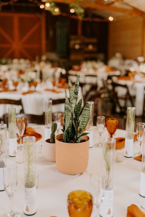 House Plant Table Centerpiece Wedding, Eco Table Decoration, Snake Plant Centerpiece, Cactus Wedding Table Decor, Snake Plant Centerpiece Wedding, Modern Party Table Decor, House Plants For Wedding Decor, Plant Wedding Table Decor, Plant Centerpieces Wedding Round Table