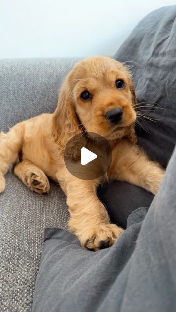 Millie 💛 on Instagram: "Small throwback 🐾🐶" Cocker Dog, Golden Cocker Spaniel, Black Cocker Spaniel, Spaniel Breeds, Dog Remedies, Working Cocker, Cockapoo Puppies, American Cocker Spaniel, Cocker Spaniel Puppies