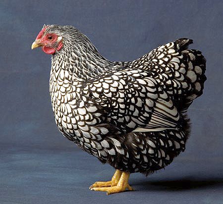 Silver Lace Wyandotte hen. Silver Laced Wyandotte Chickens, Wyandotte Hen, Black And White Chickens, Wyandotte Chicken, Types Of Chickens, Backyard Chicken Farming, Beautiful Chickens, Backyard Flocks, Keeping Chickens