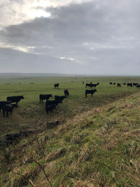 Cow Field, Black Cows, Black Cow, Cow, Natural Landmarks, Black, Art