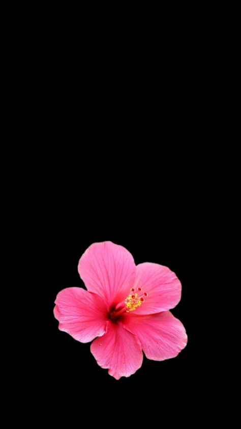 Wallpaper Backgrounds Mexican Aesthetic, One Flower Wallpaper, Matching Flower Wallpaper, Habisquis Flower Wallpaper, Hibiscus Flower Black Background, Cute Backround Photos, Hibiscus Wallpaper Iphone, Pink Flower Wallpaper Iphone, Pink Hibiscus Wallpaper