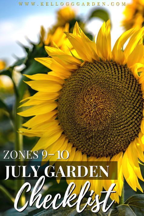 July Garden Checklist Zones 910 Garden Checklist, July Garden, Fall Crops, Vegetable Planting, Fall Perennials, Grow Garden, Summer Gardening, Beginner Gardening, Benefits Of Gardening