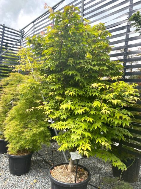 Acer palmatum 'Osakazuki' - Architectural Plants Acer Palmatum Osakazuki, Acer Osakazuki, Acer Trees, Compost Mulch, Evergreen Ferns, House Mediterranean, Succulent Tree, Architectural Plants, Plant Pests